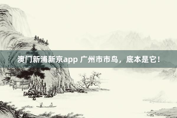 澳门新浦新京app 广州市市鸟,底本是它!
